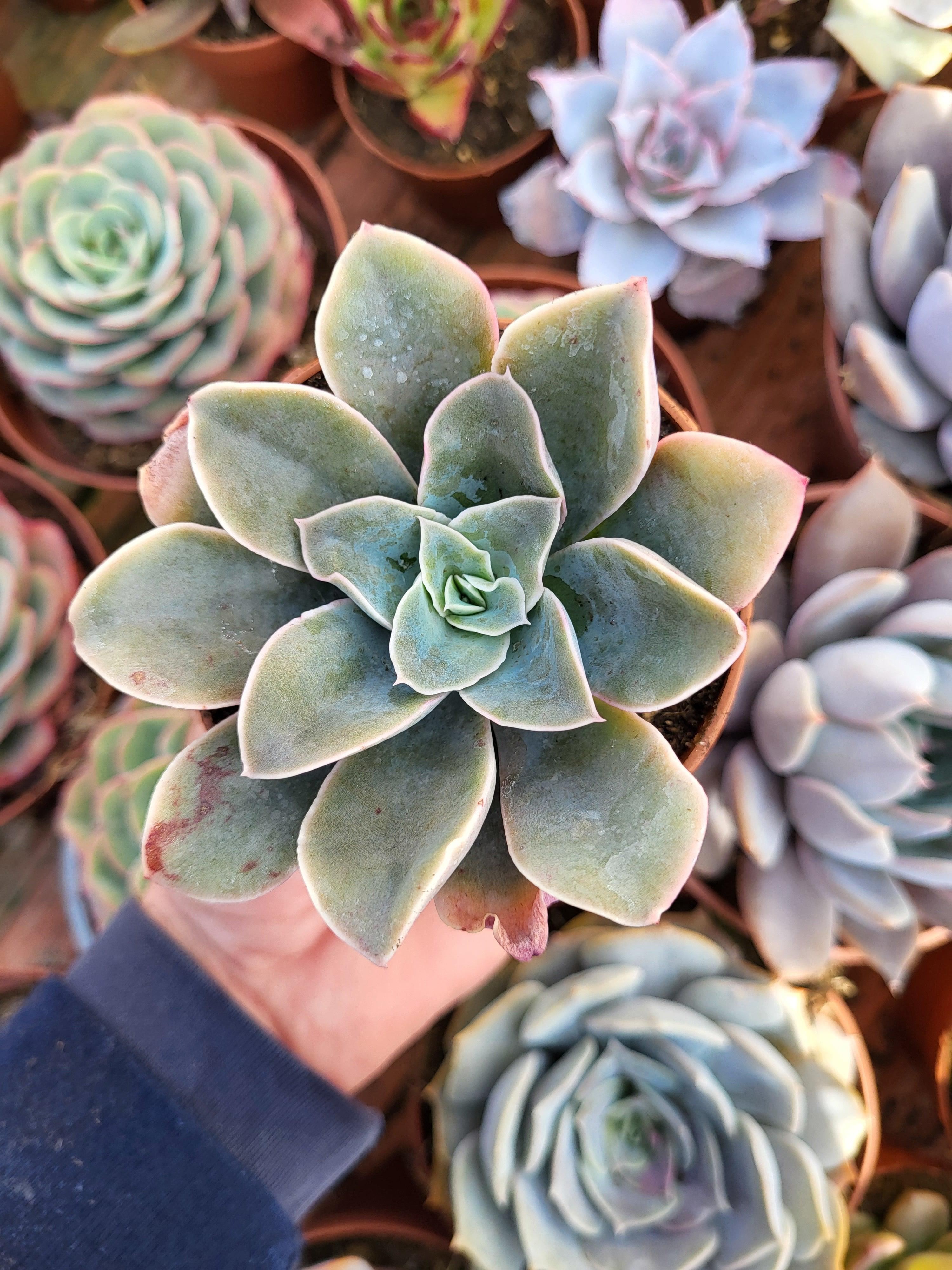 Echeveria