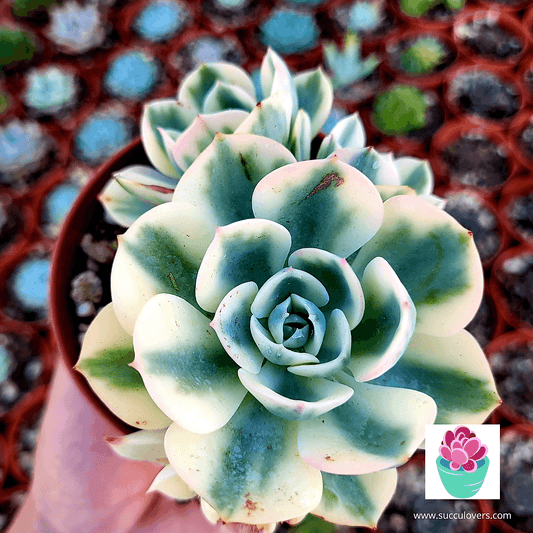 ¿Cómo cuidar mi echeveria "Compton Carousel" variegada y que no muera en el intento? - Succulovers