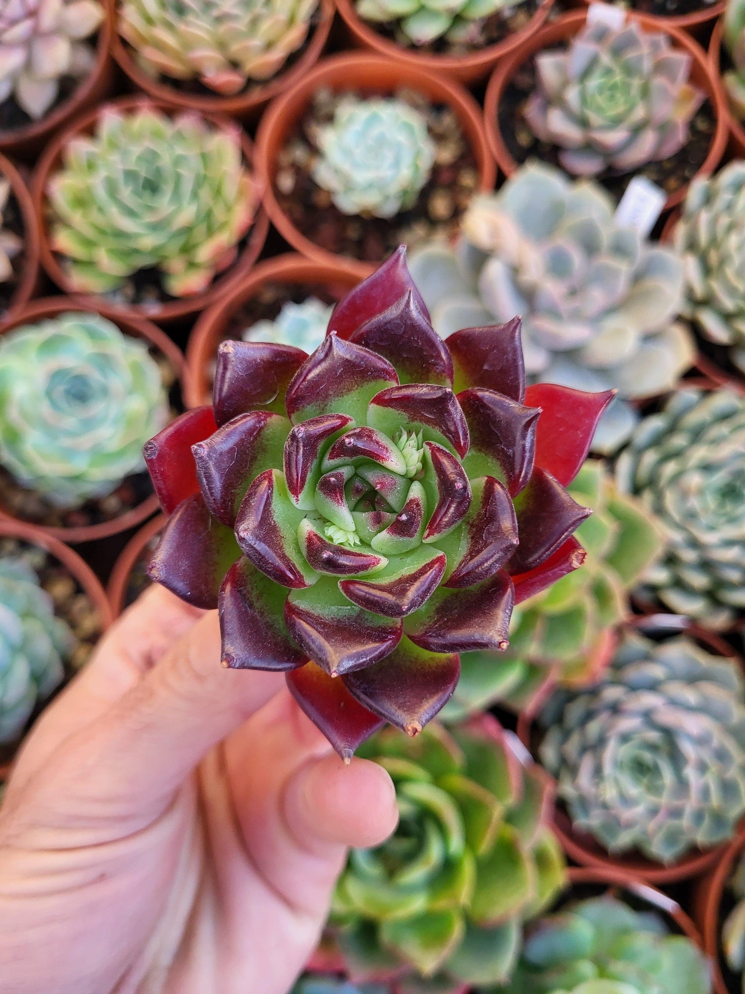 Chinese Succulents - Succulovers