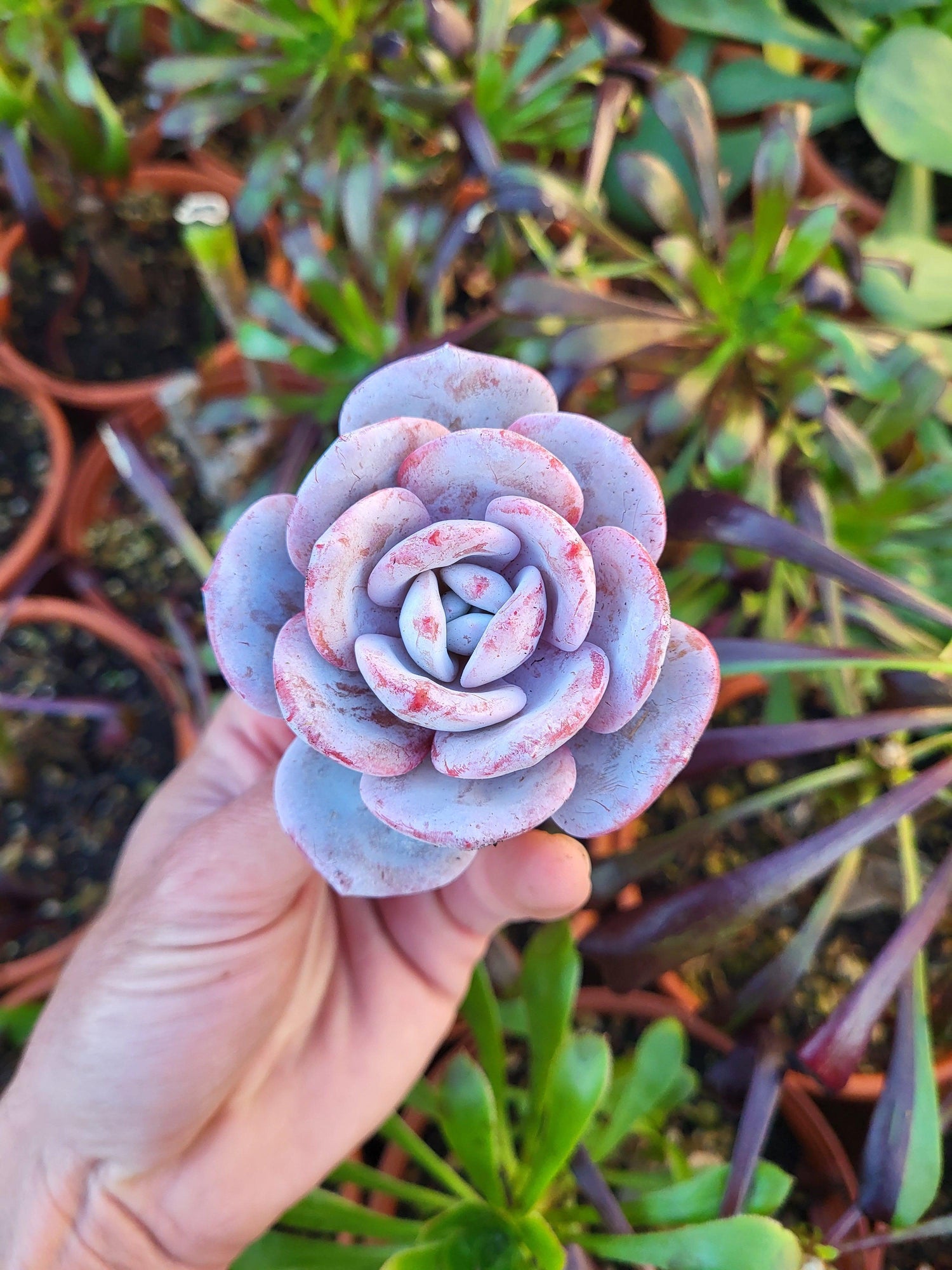 Echeveria - Succulovers