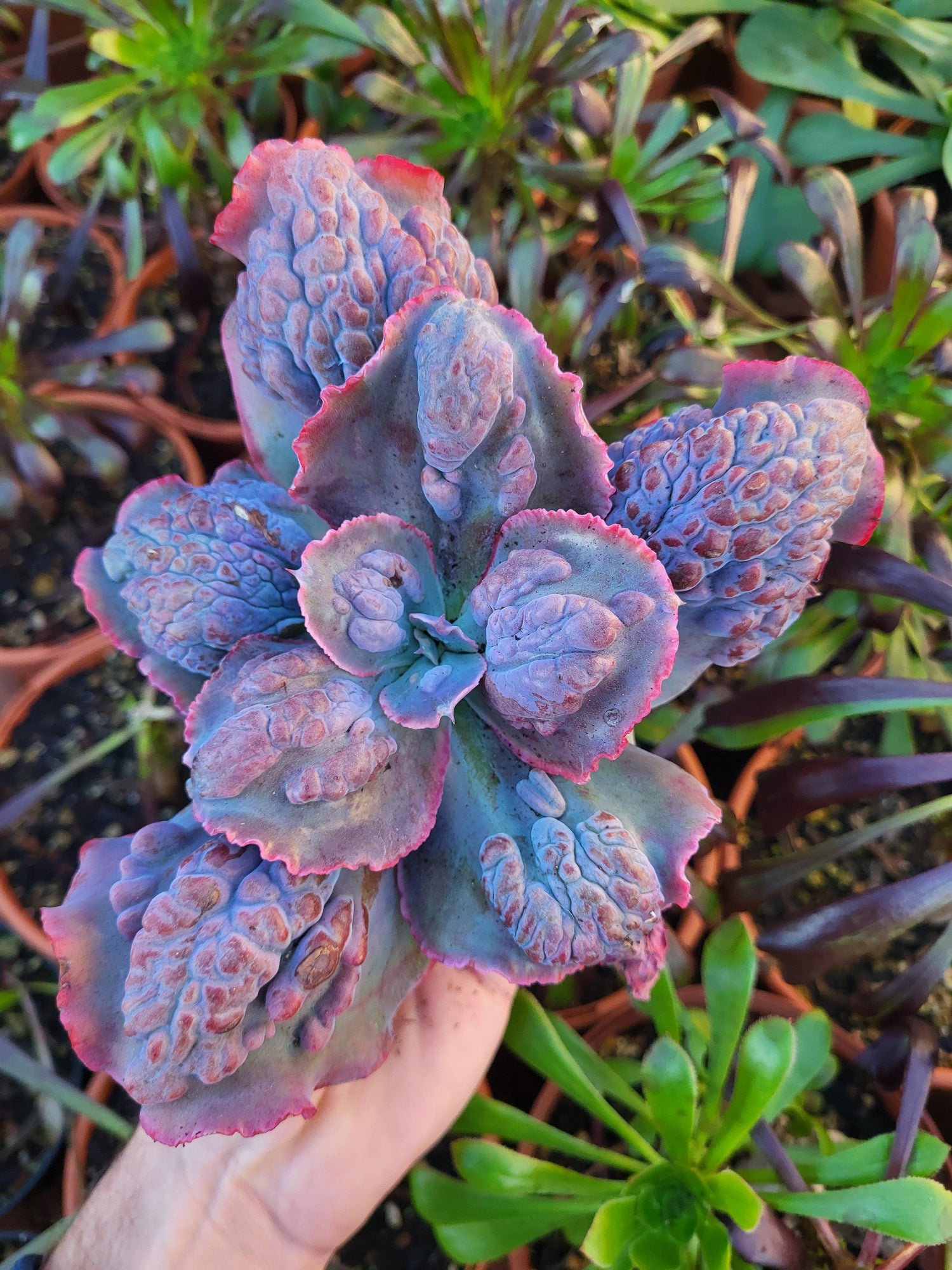 Gibbifloras Hybrid & Big Succulents - Succulovers