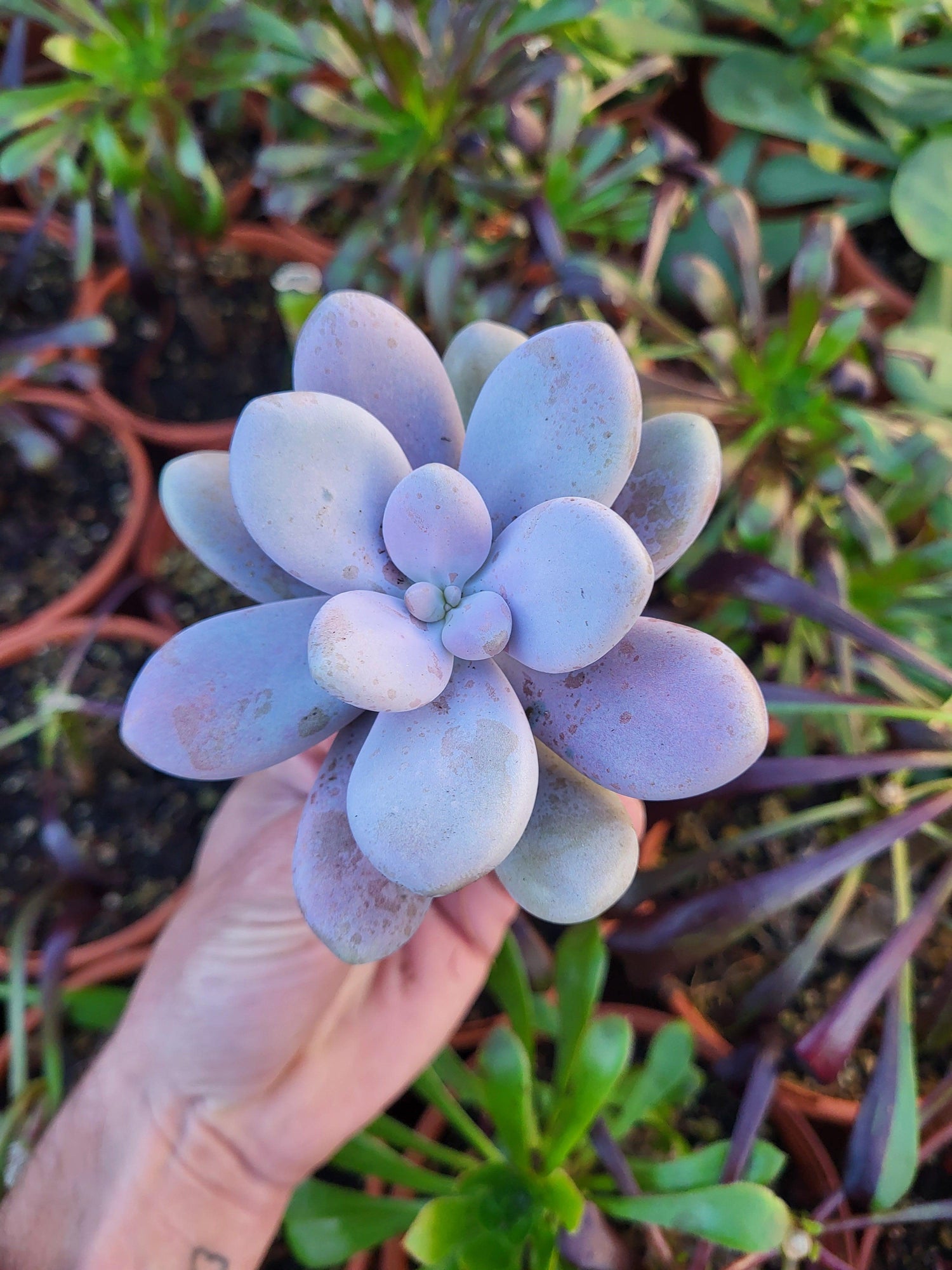 Graptopetalum & Graptoveria - Succulovers