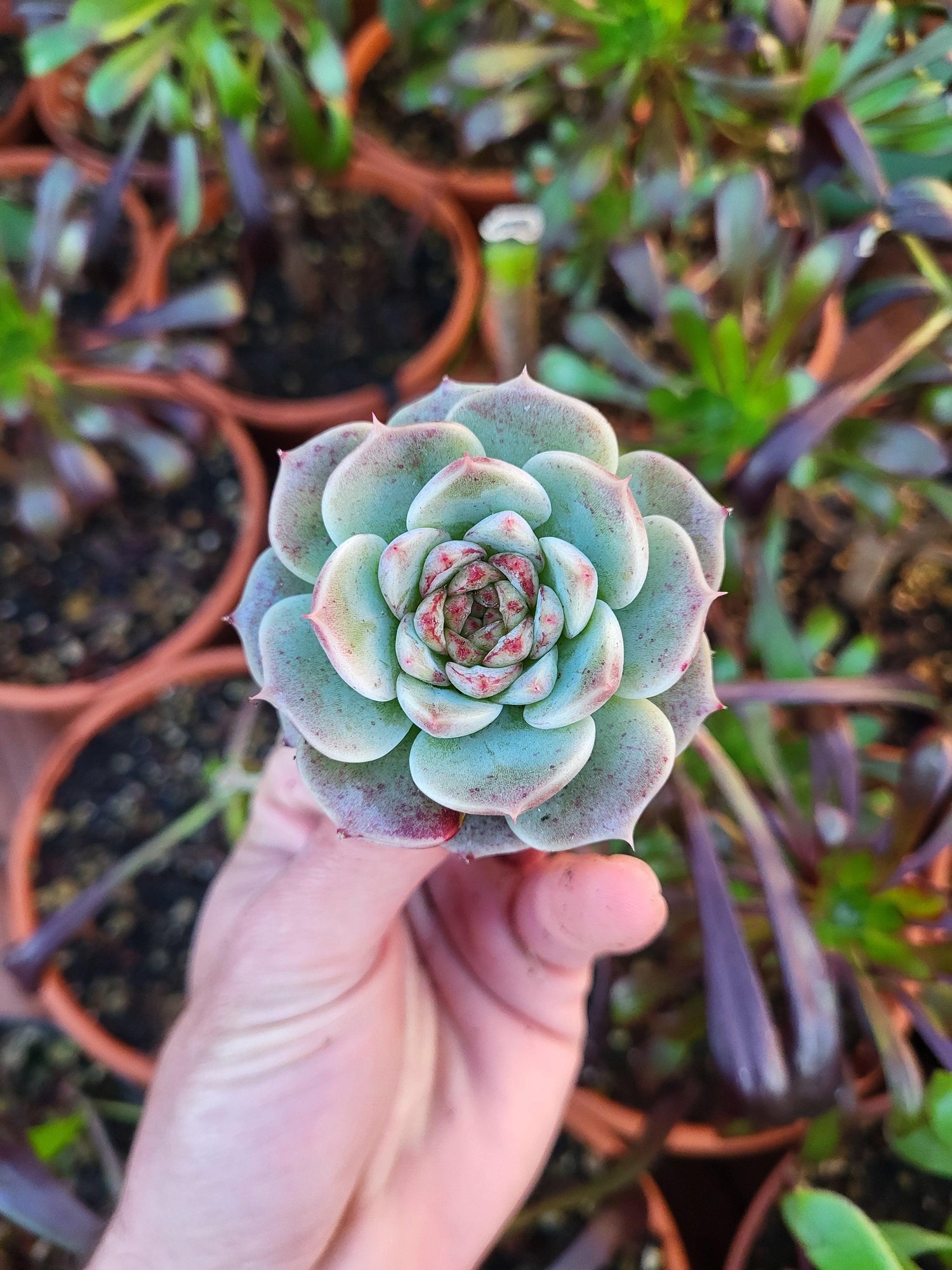 Korean Succulents - Succulovers