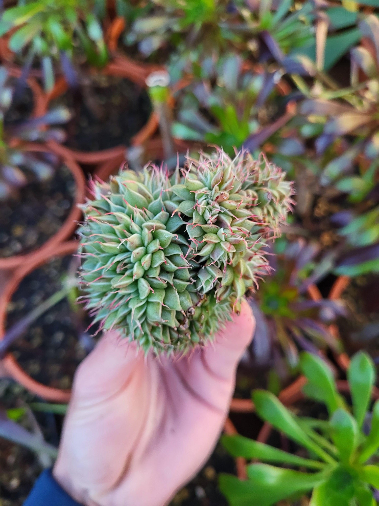 Monster & Crested Plants - Succulovers