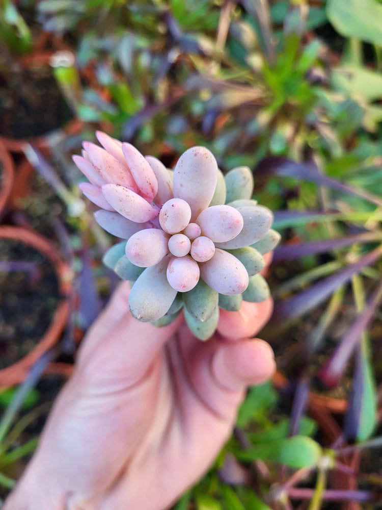 Pachyphytum & Pachyveria - Succulovers