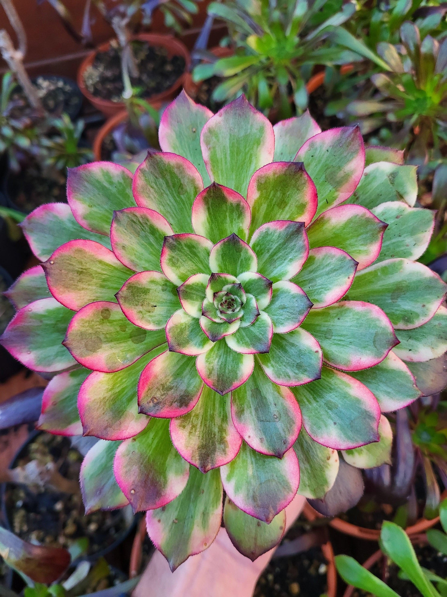 Variegated Aeonium - Succulovers