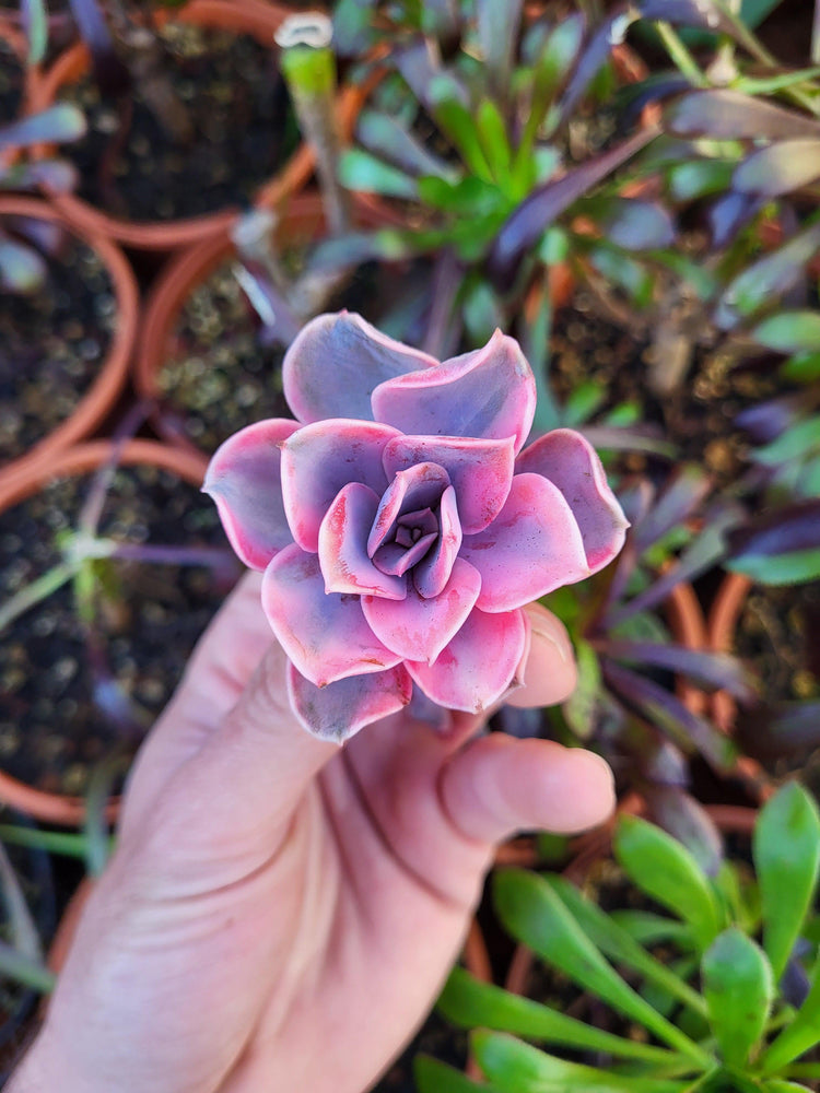 Variegated Succulents - Succulovers