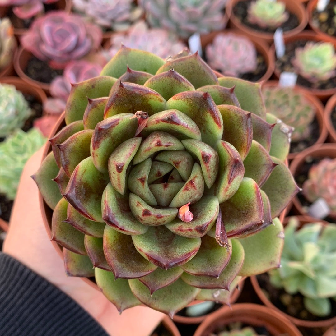 Echeveria "Magic Choco" Korean