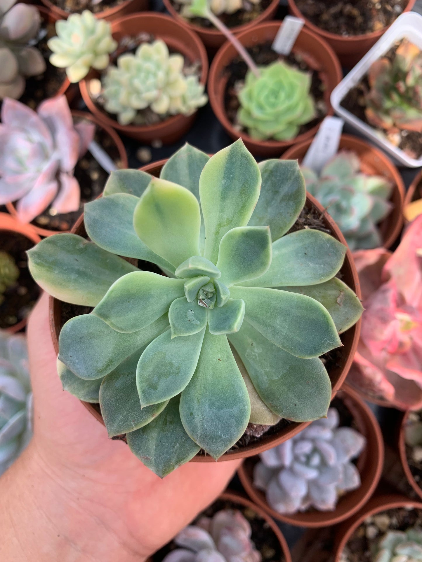 Echeveria „Pretty in Pink“, buntes Koreanisch