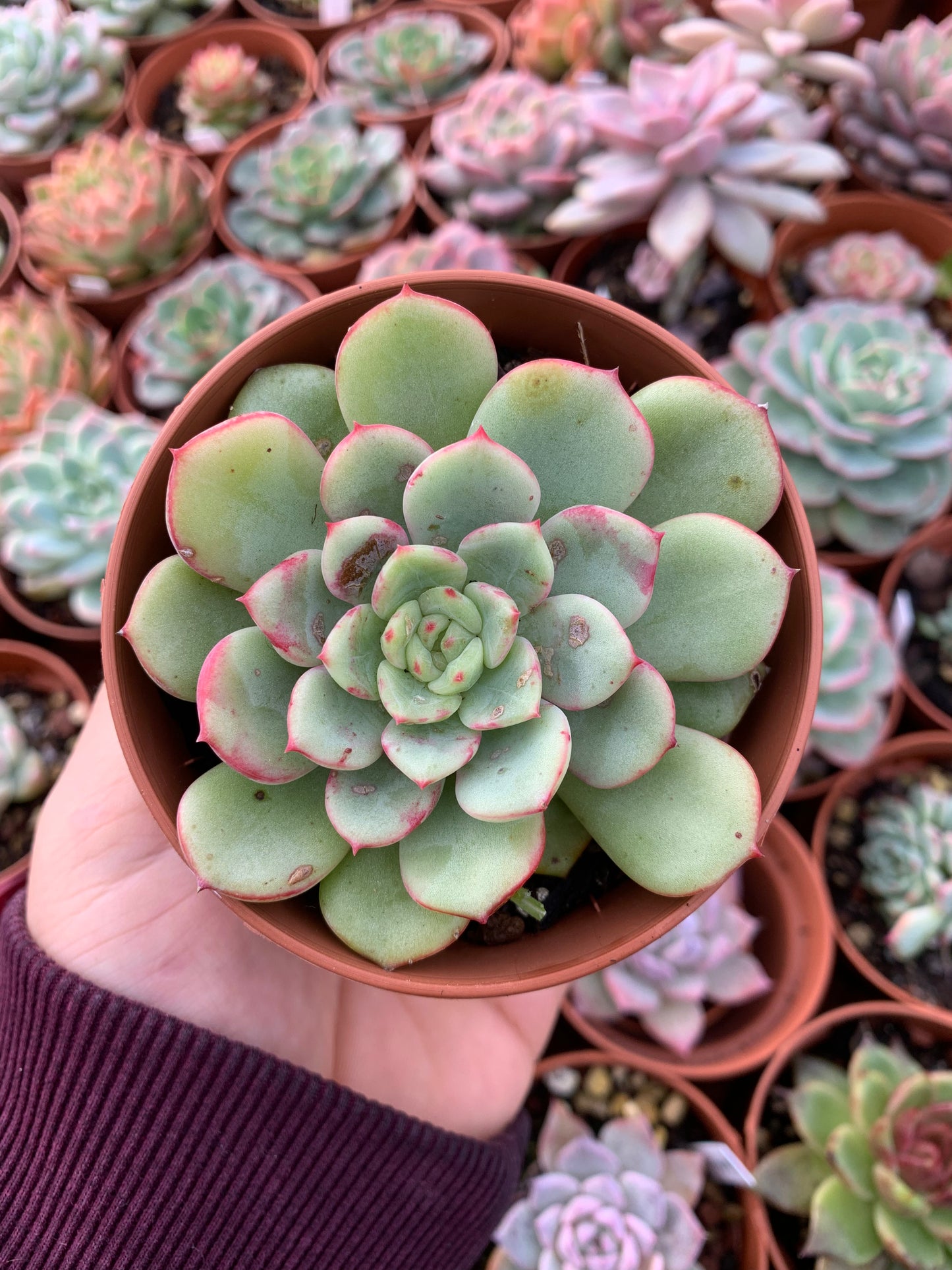 Echeveria "Salmão"