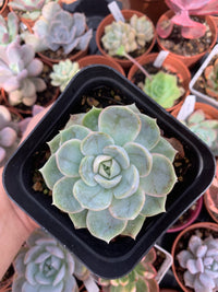 Echeveria "Blue Surprise" variegada