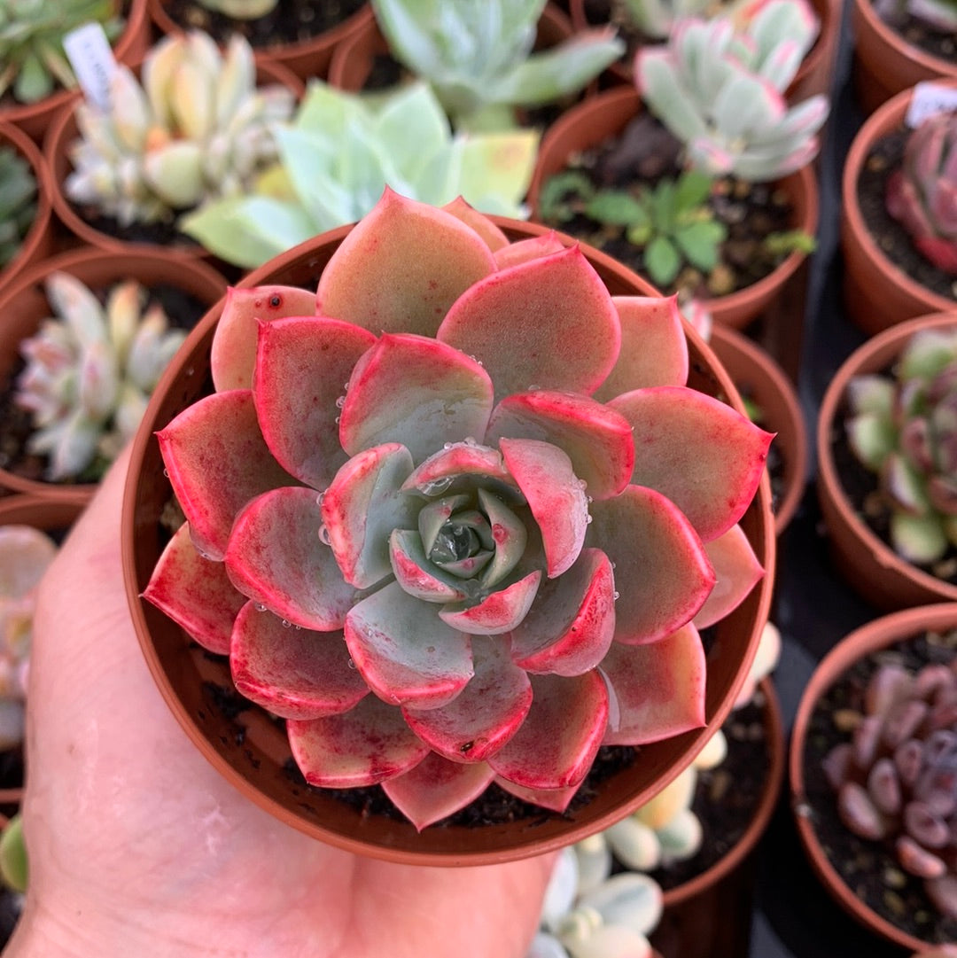 Echeveria "Black Rose"