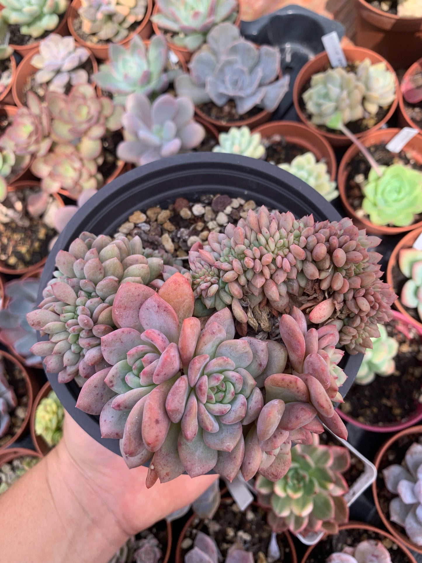 Echeveria "Ariel"crestada (E. "Champagne x E. laui) XXL