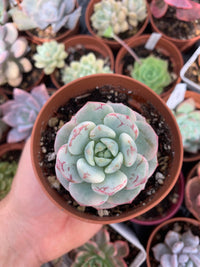 Sedeveria "Pudgy" Variegada (S. clavatum x E. derenbergii) Korean