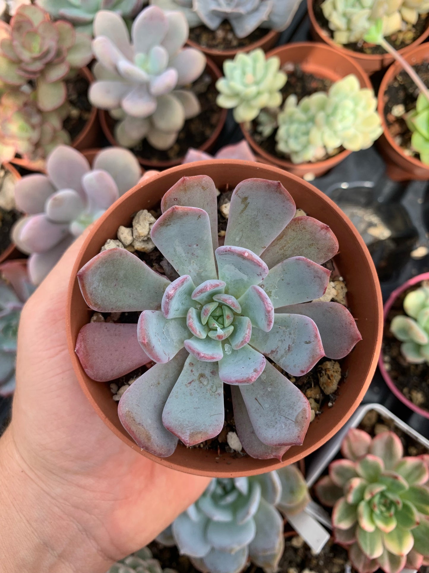 Echeveria „Regenbogengöttin“ Koreanisch