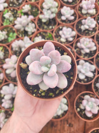 Graptopetalum amethystinum - Succulovers