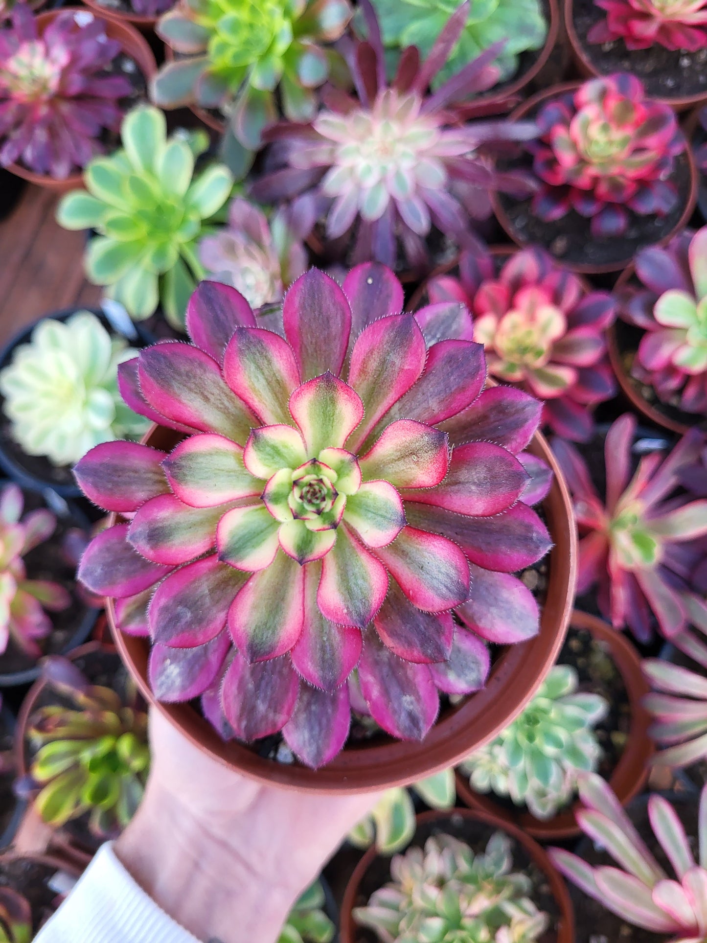 Aeonium "Venus" variegado