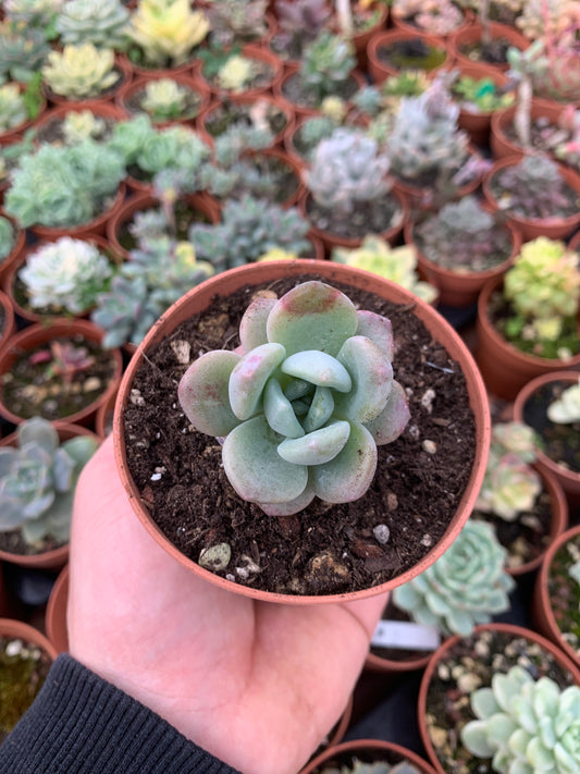 Echeveria "Amore Party" Korean