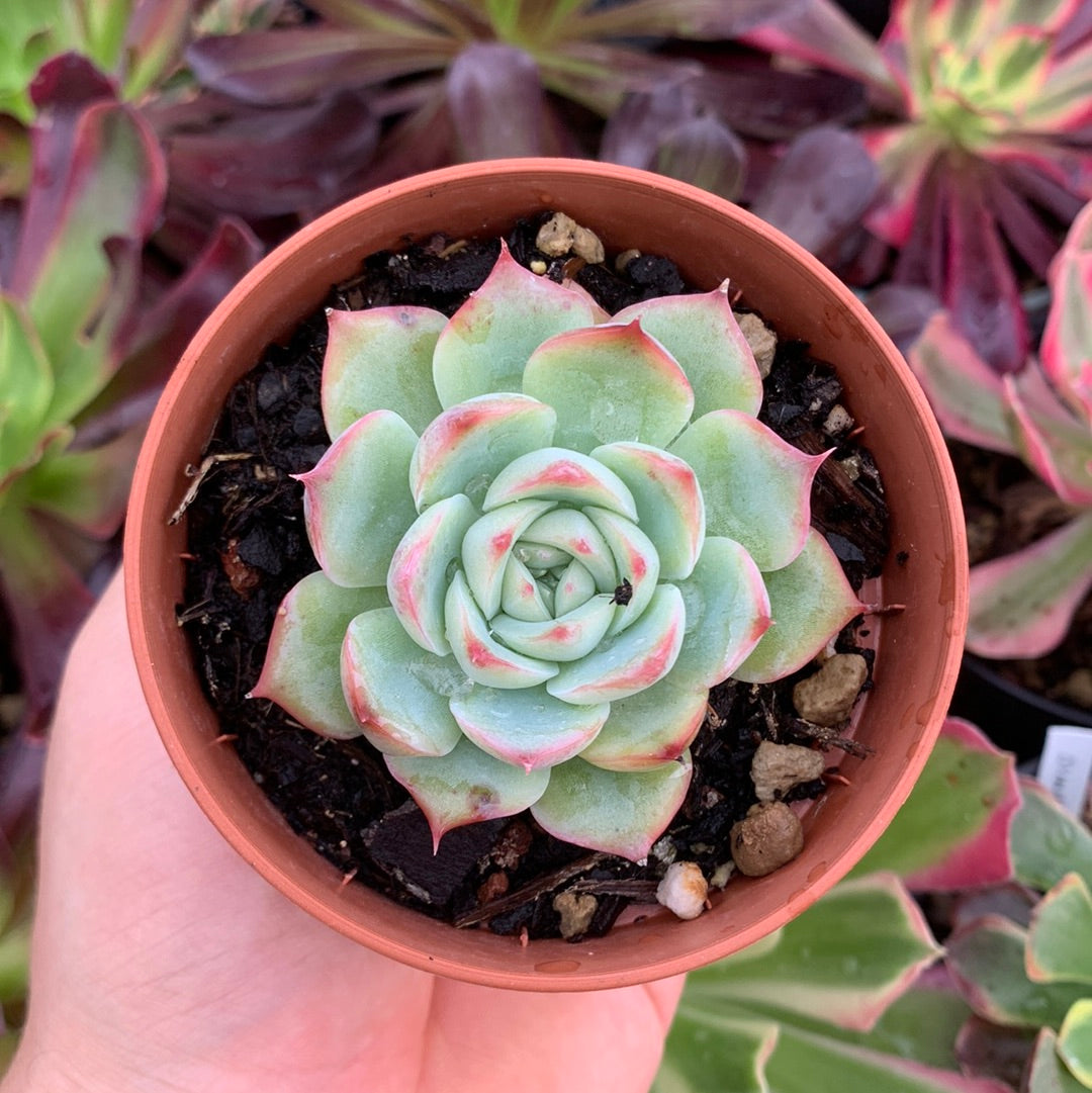 Echeveria "silhouette" Korean by Chang Won farm