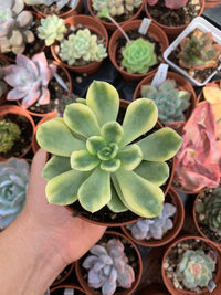 Echeveria ''pulidonis'' variegada Korean