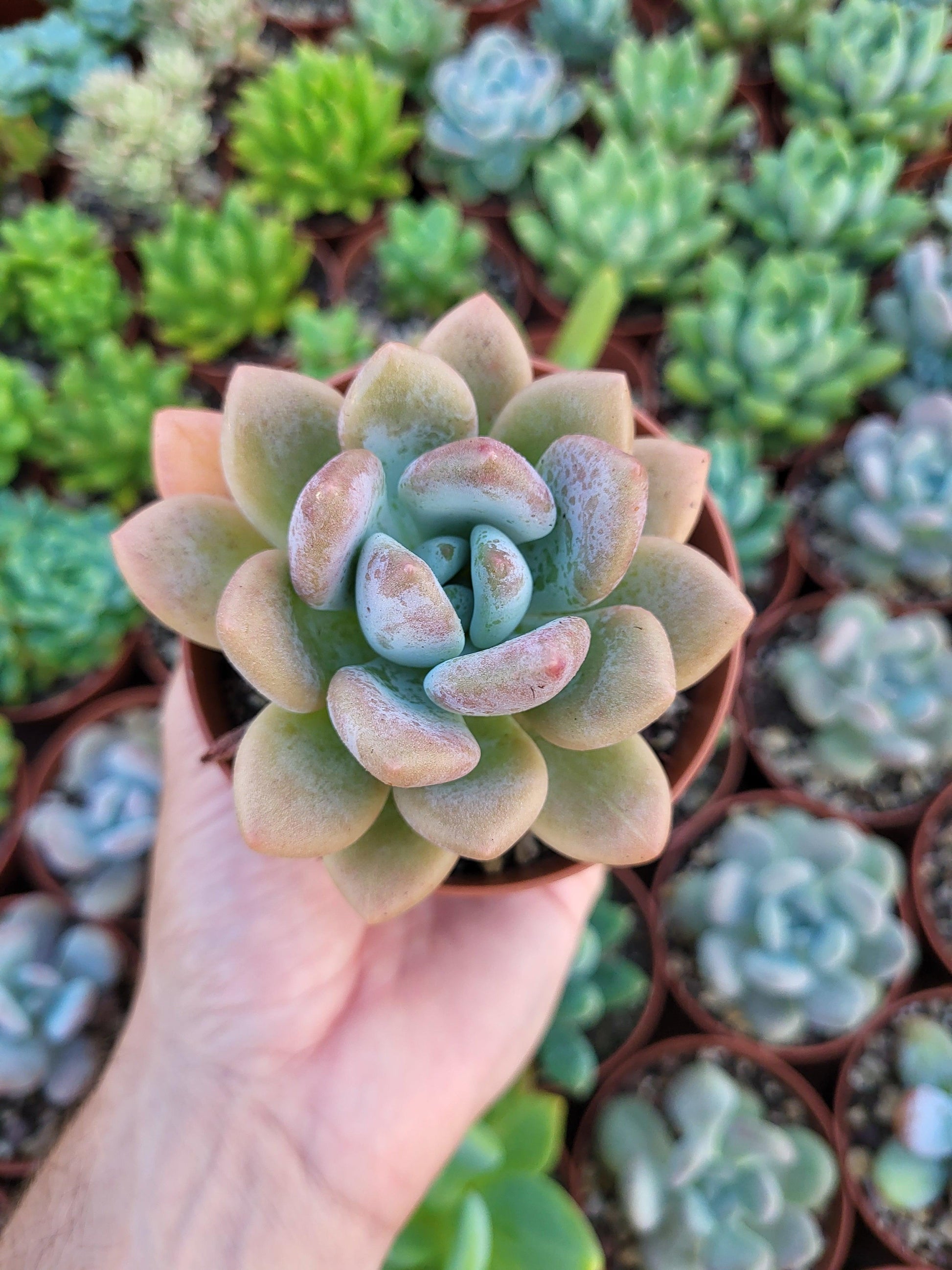 Graptoveria "Opalina" - Succulovers