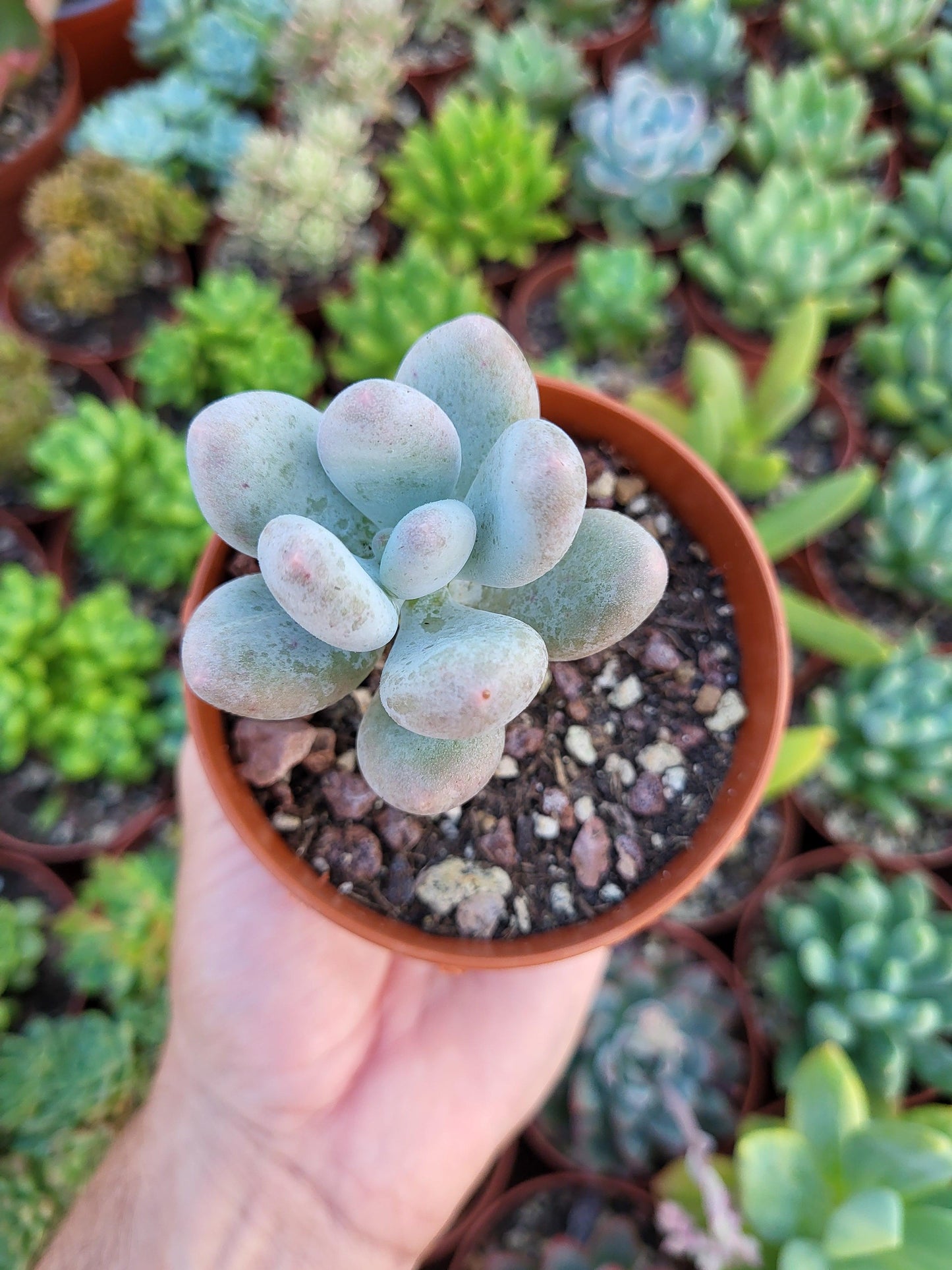 Pachyphytum oviferum - Succulovers