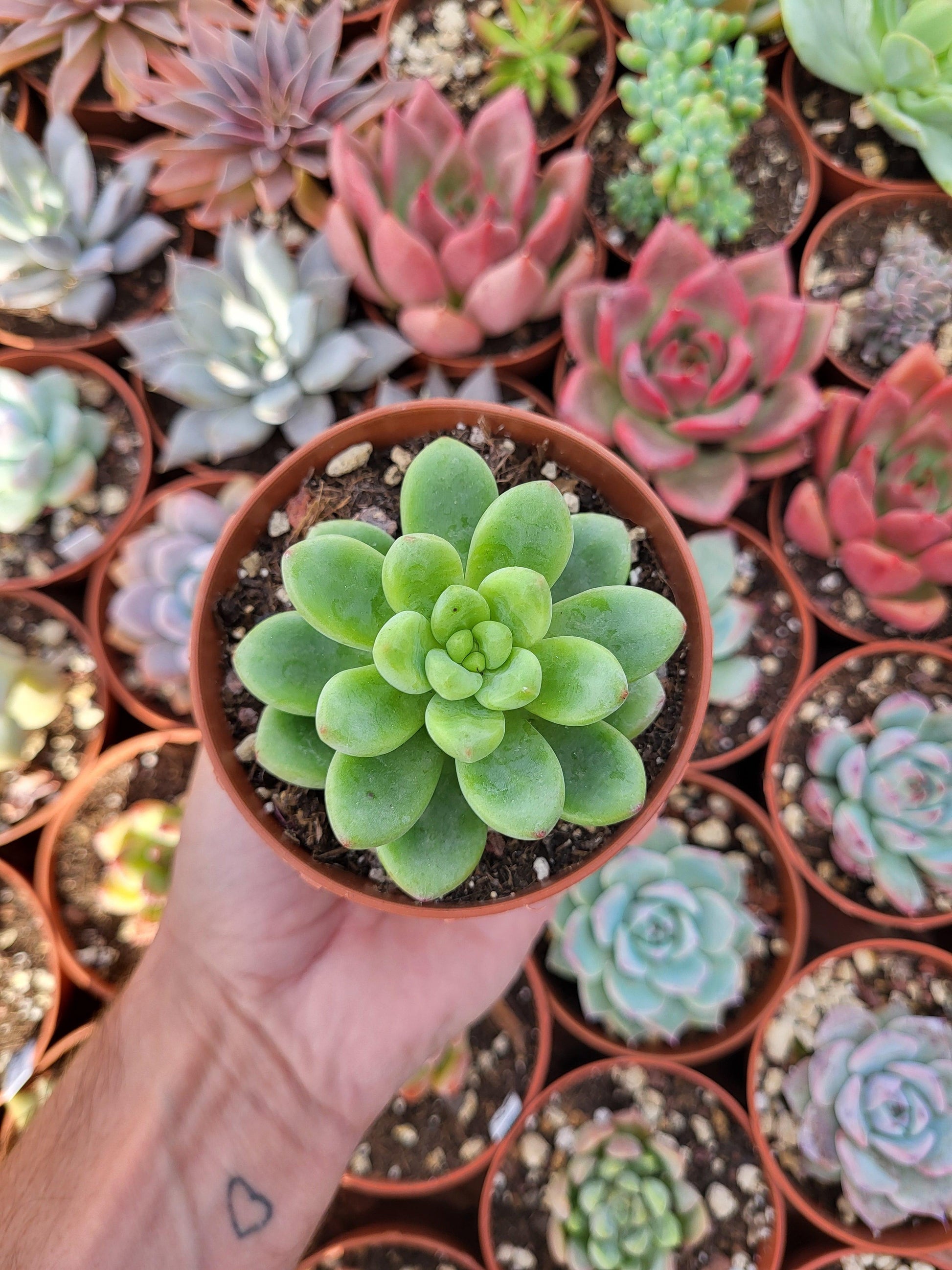 Pachyveria "Deborah" Korean - Succulovers