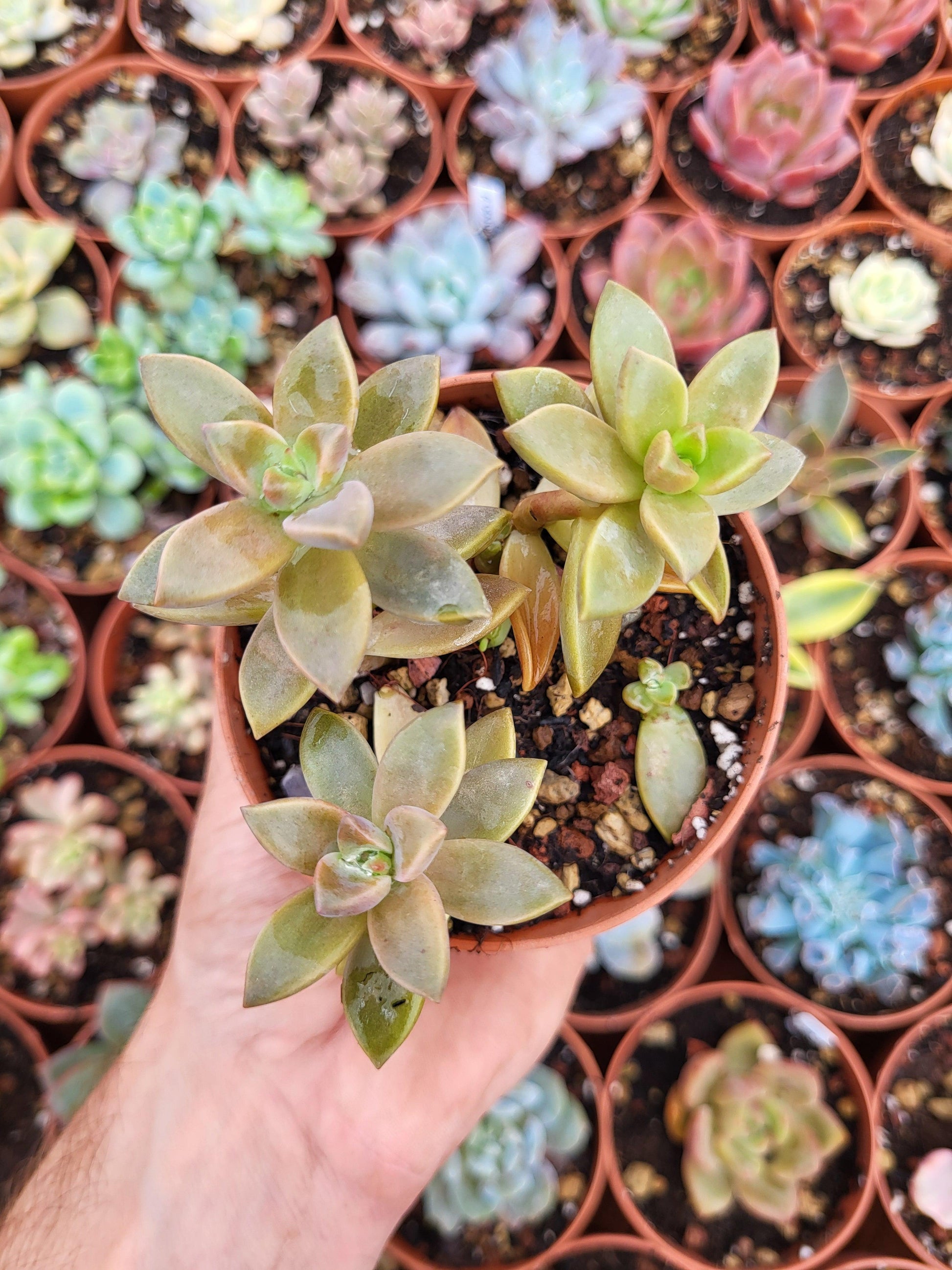 Graptosedum "Bronze" - Succulovers