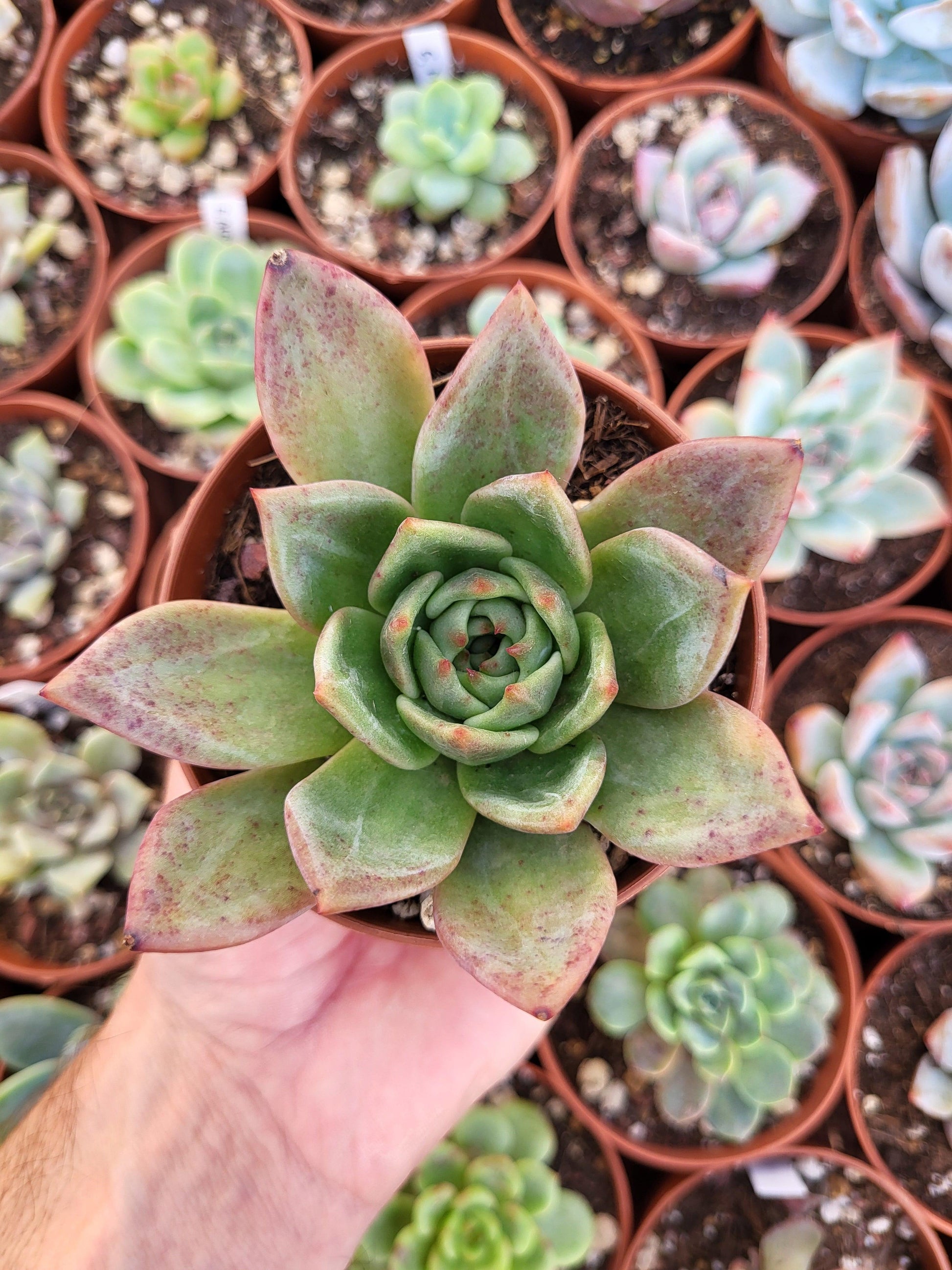 Echeveria "White Champagne" Korean - Succulovers