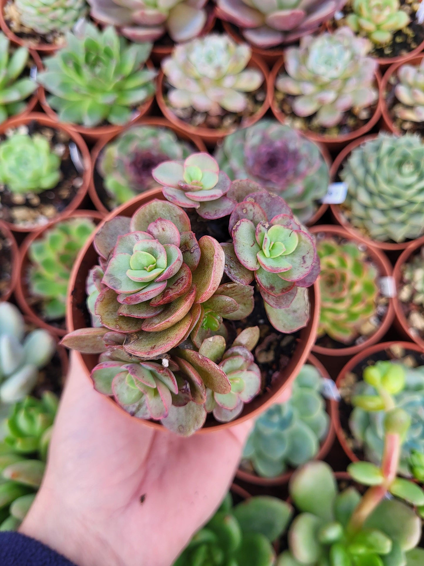 Echeveria "Suyon" cluster Korean - Succulovers