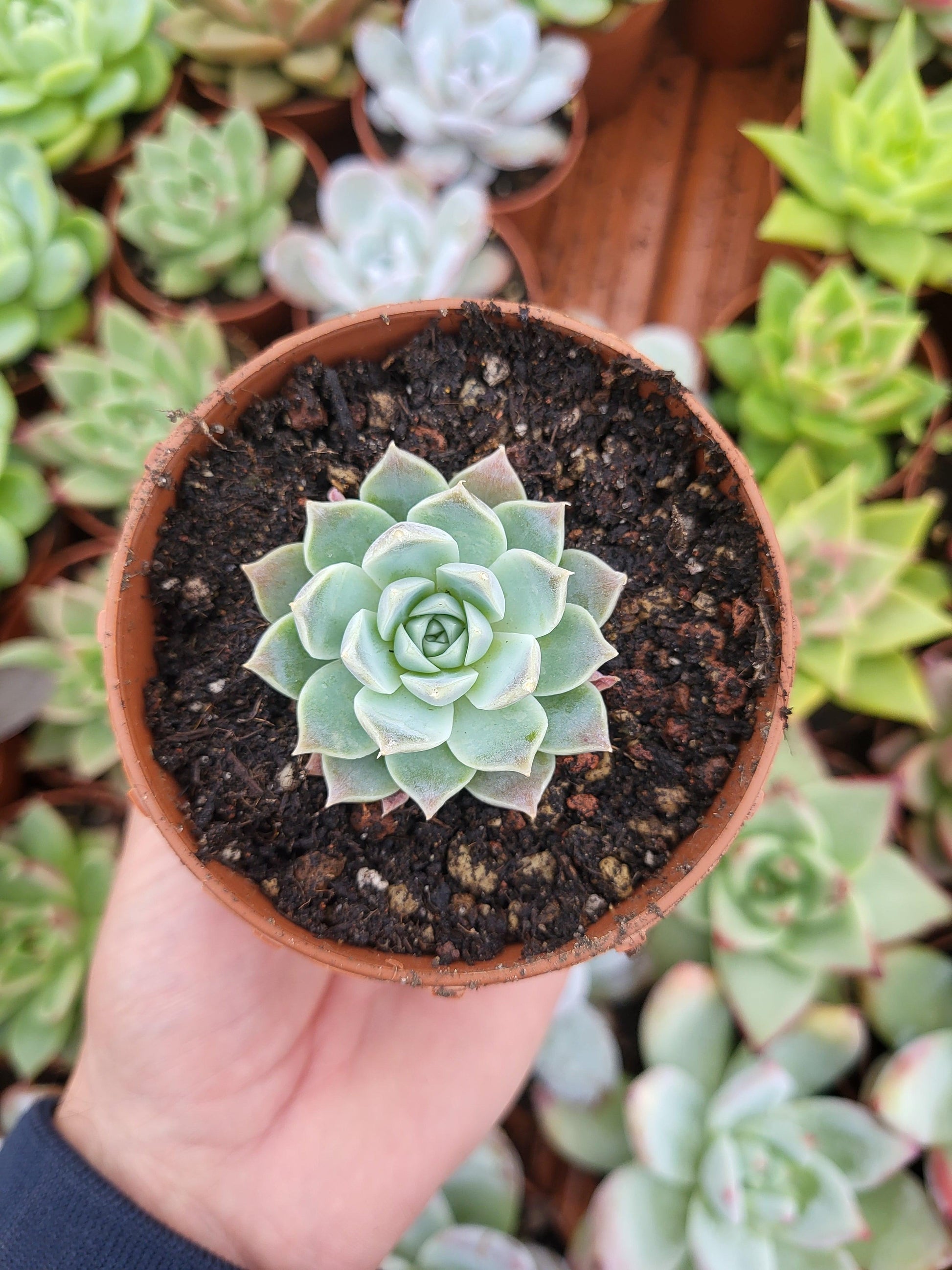 Echeveria "Lilac Card" (E. colorata x E. "Nari") Korean by ChangHee - Succulovers