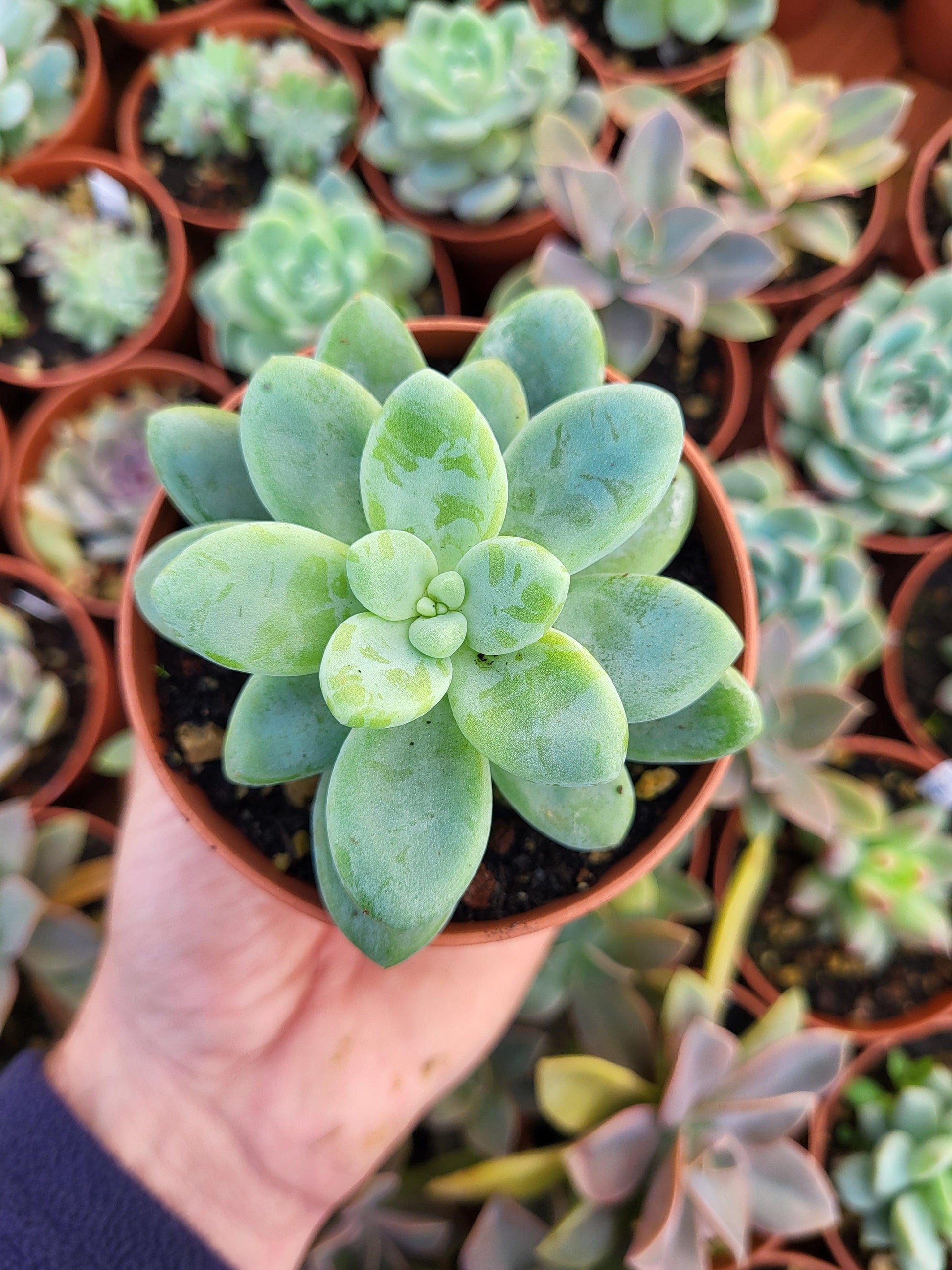 Graptosedum "Miul" Korean - Succulovers