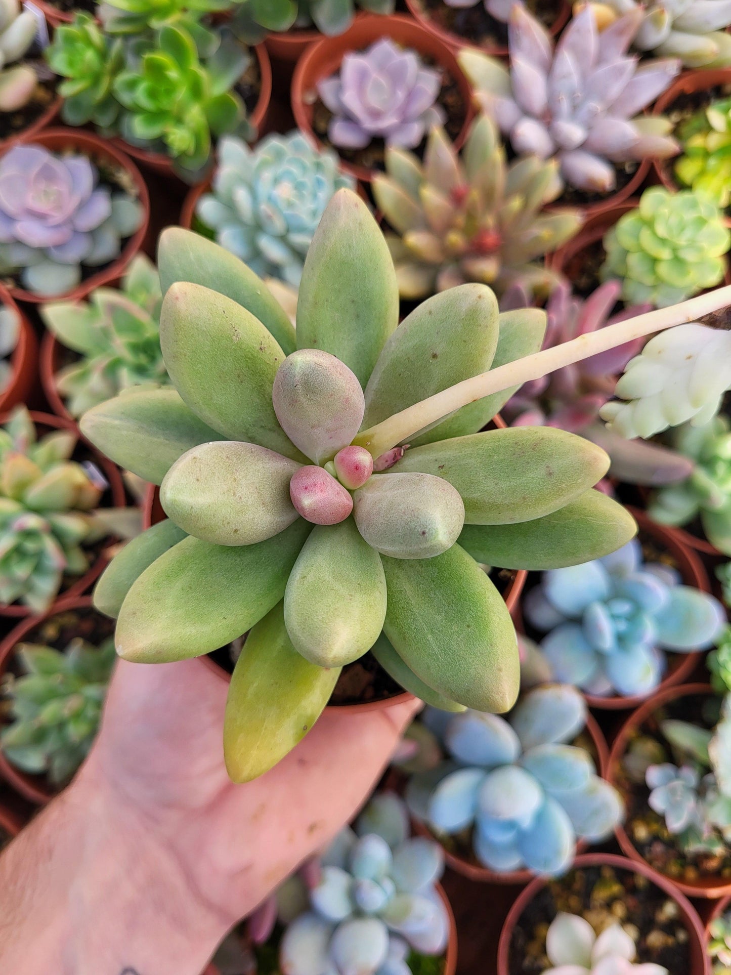 Pachyphytum "Captain Jessop" - Succulovers