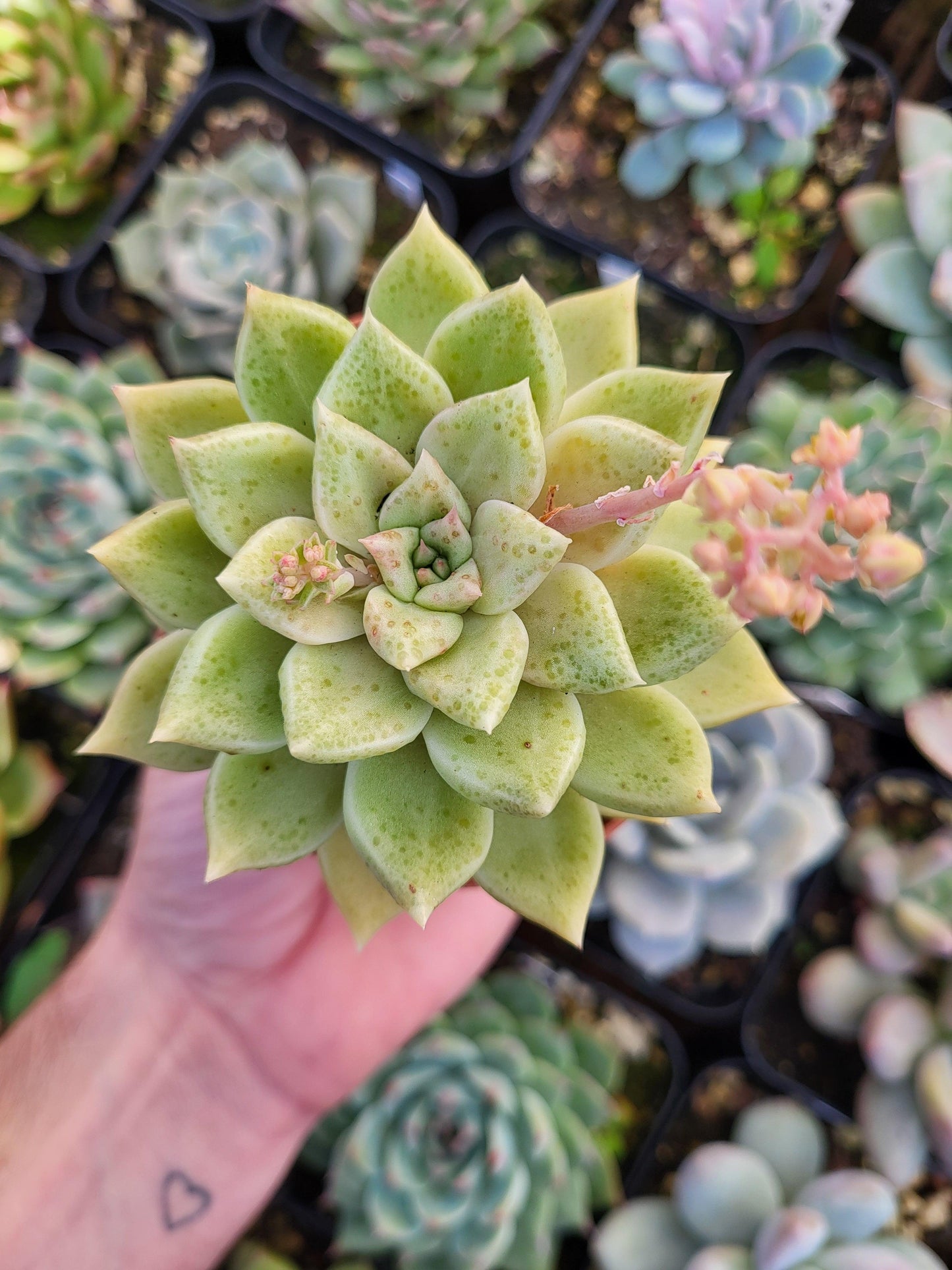 Graptoveria "Melody" (E. agavoides ebony x P. mendozae) - Succulovers