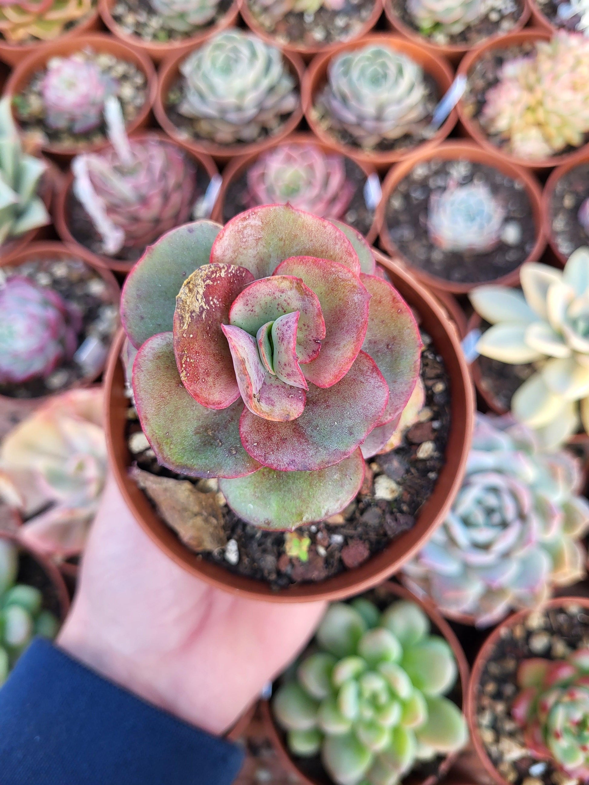 Echeveria "Suyon" Korean - Succulovers