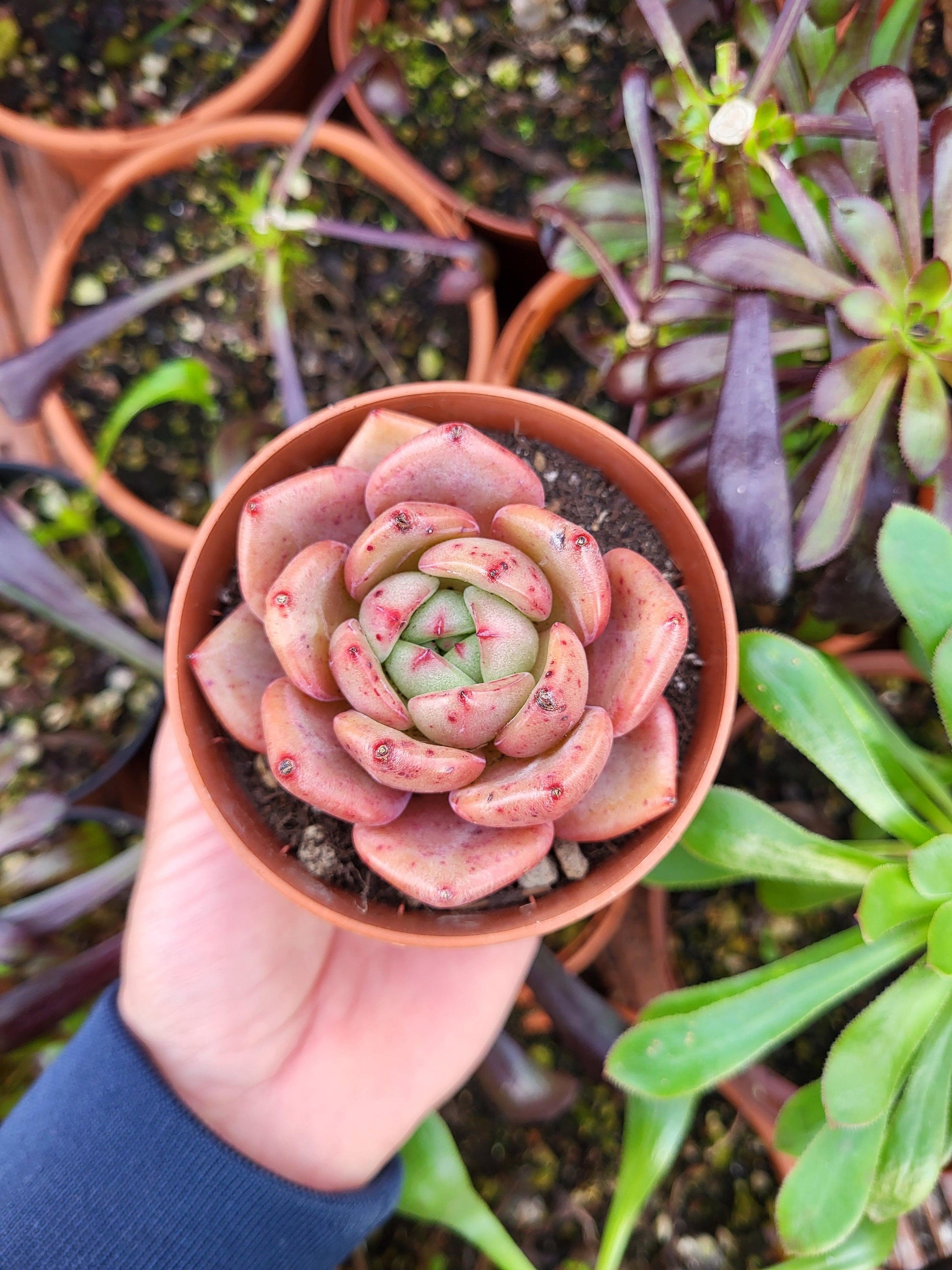 Echeveria "Orange Champagne" - Succulovers