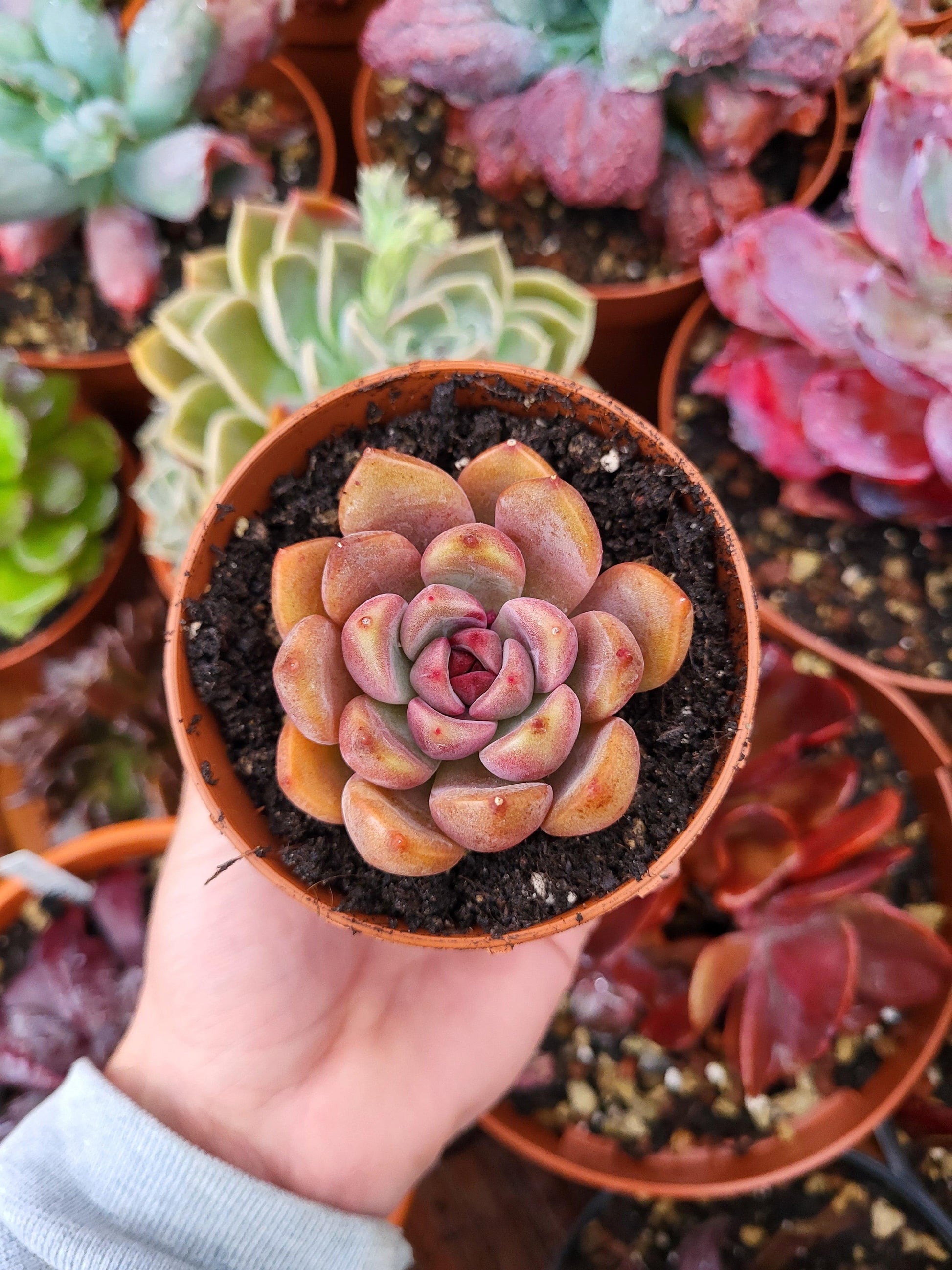 Echeveria "Violet Cheese" Korean - Succulovers