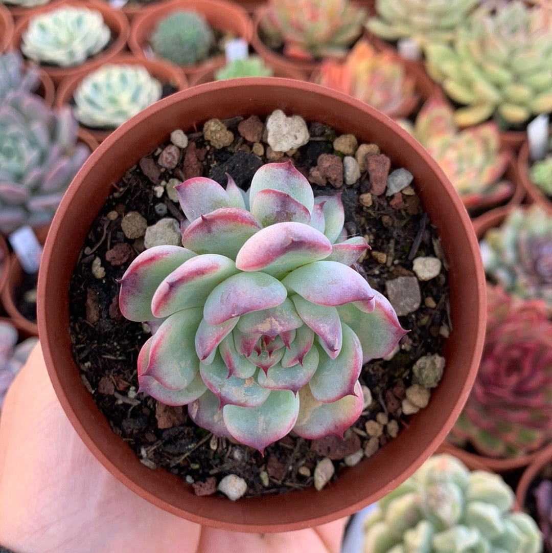 Echeveria "marcel" Korean