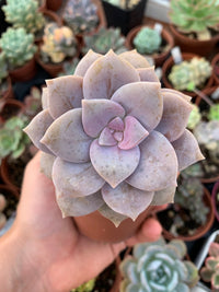 Graptopetalum "Superbum"