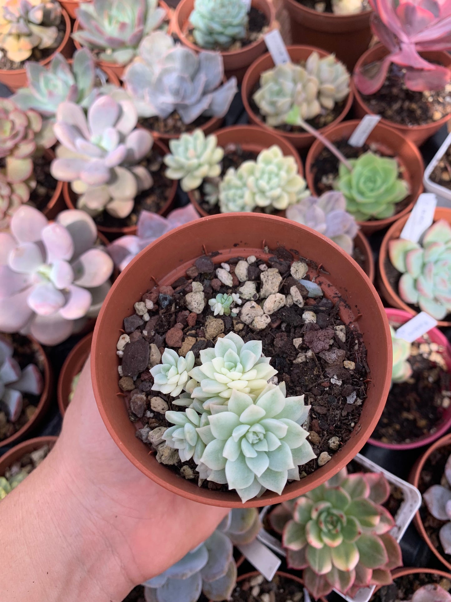 Echeveria prolifica variegada Korean