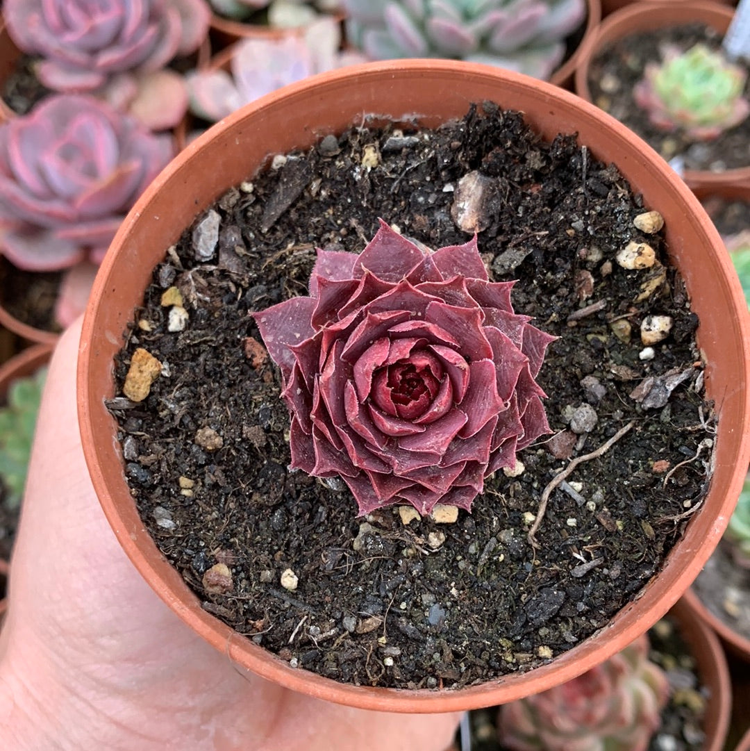 Echeveria "Goldpaisoi" Korean