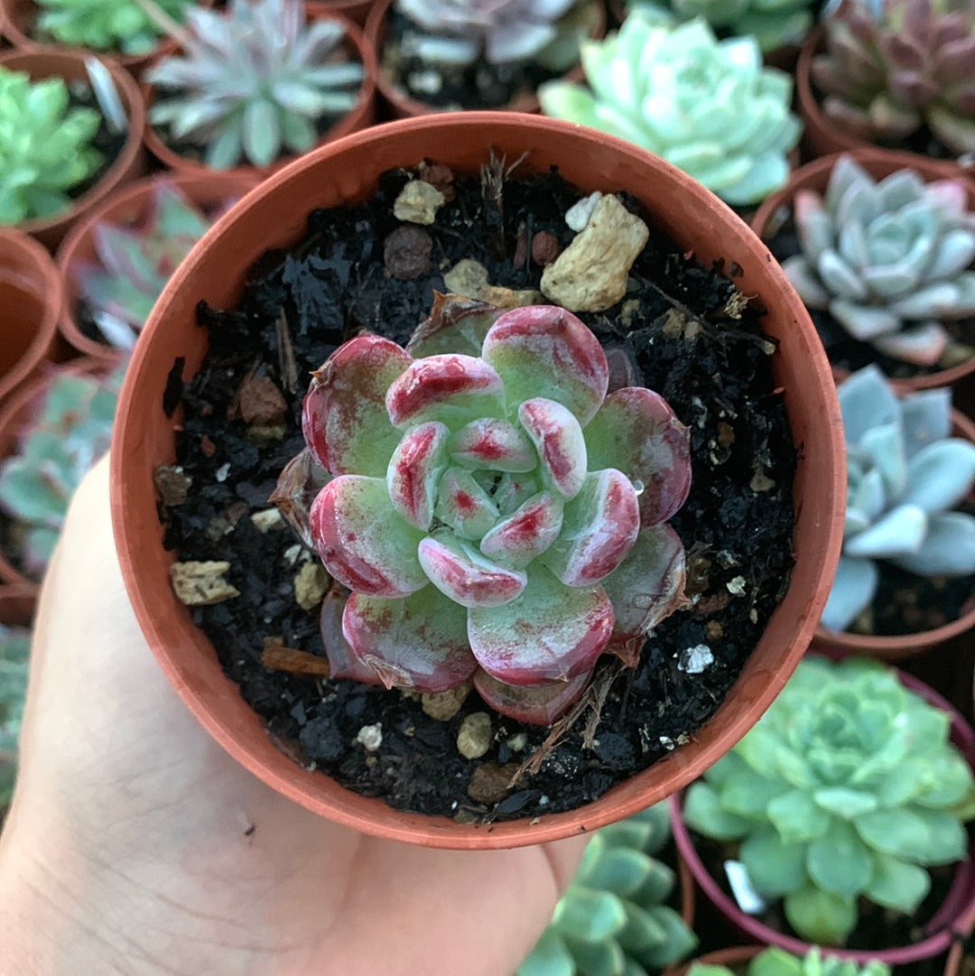 Echeveria "monroe hibrido"