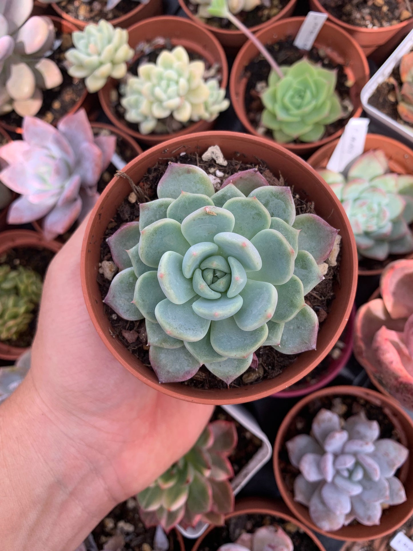 Echeveria "desert rose"