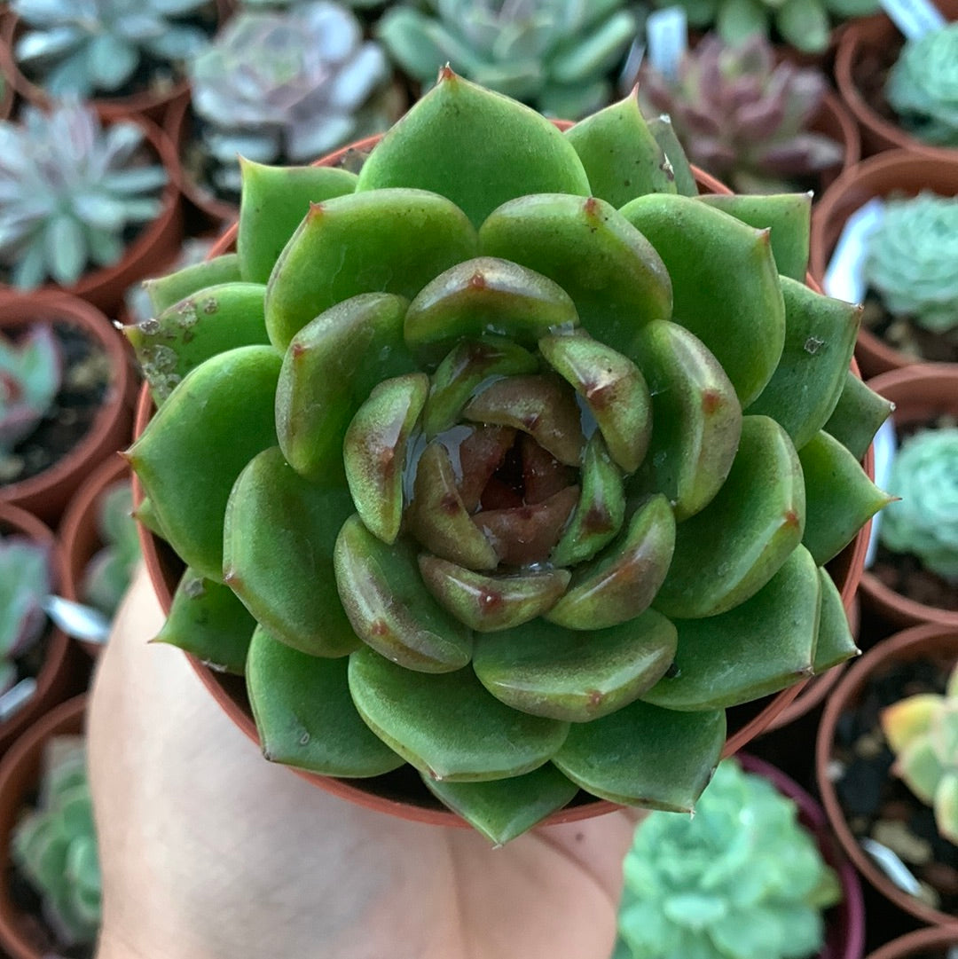 Echeveria "Magic Choco" Korean