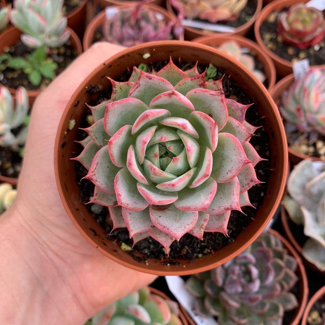 Echeveria  "Linjie"