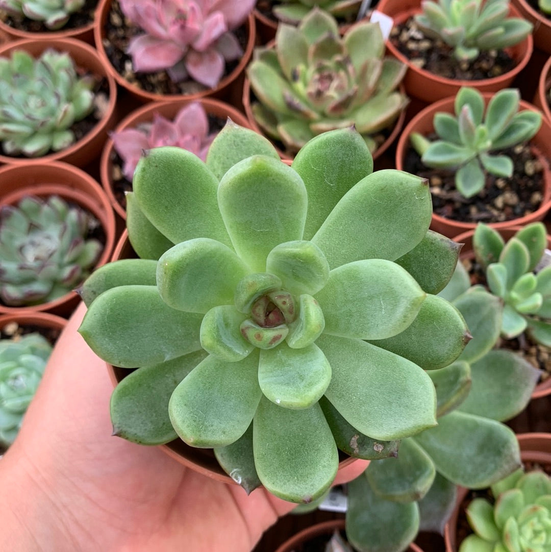 Echeveria "Violet Cheese" Korean