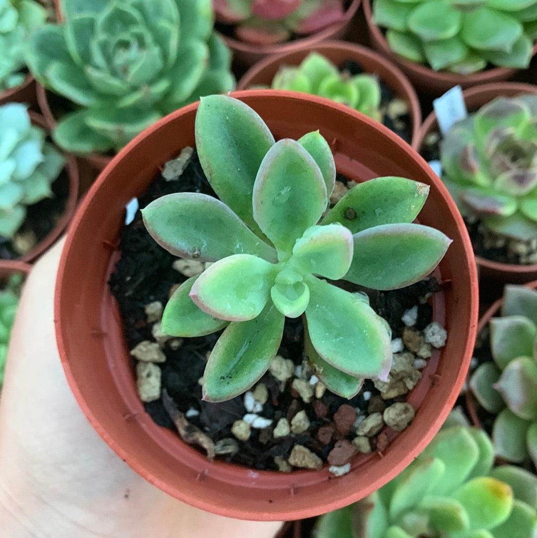 Echeveria "Rezry" Korean