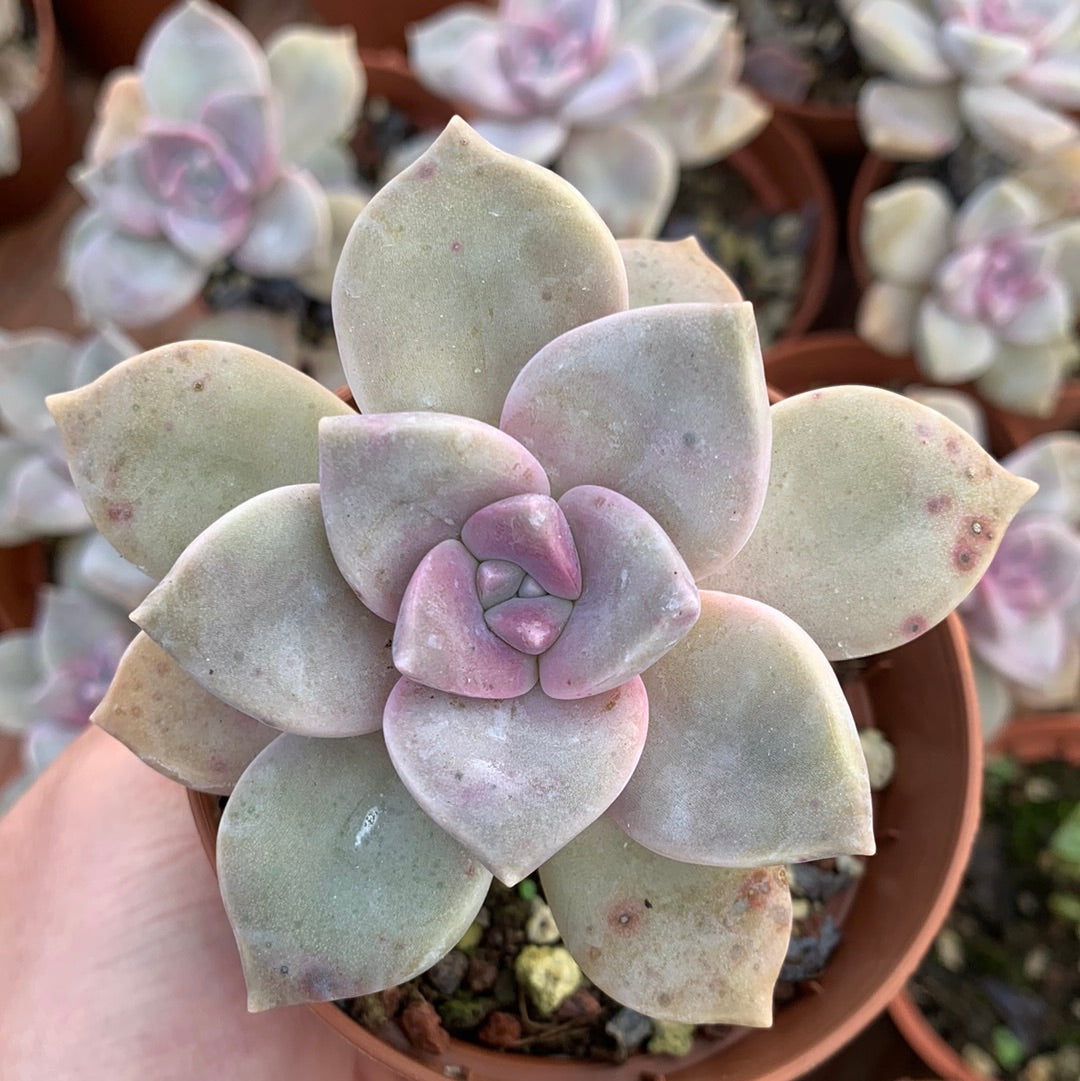 Graptopetalum "Snow White"