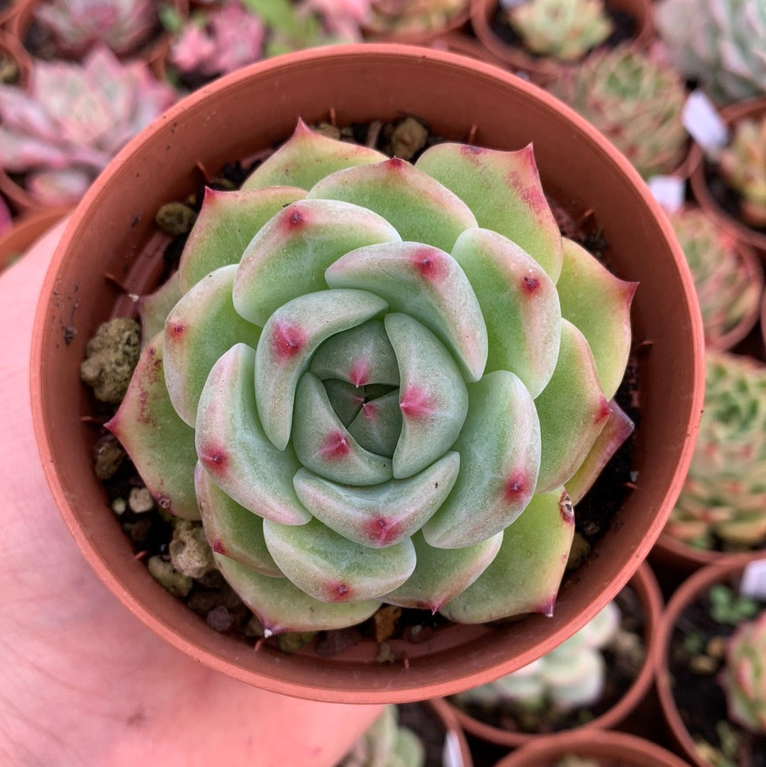 Echeveria „Caesar“