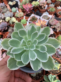 Echeveria “Lemon Rose" variegada Korean